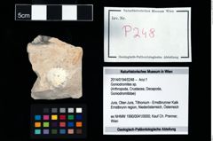 Foto (Objekt + Etikett) von Goniodromites sp.  (NHMW-GEO-2014-0194-0248)